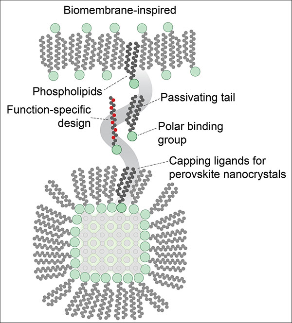 phospholipid molecules create a protective layer around the perovskite nanocrystal