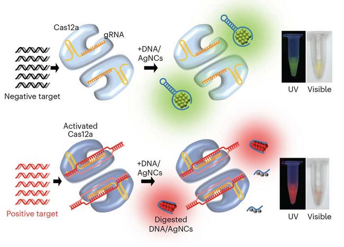 Nucleic acid detection scheme