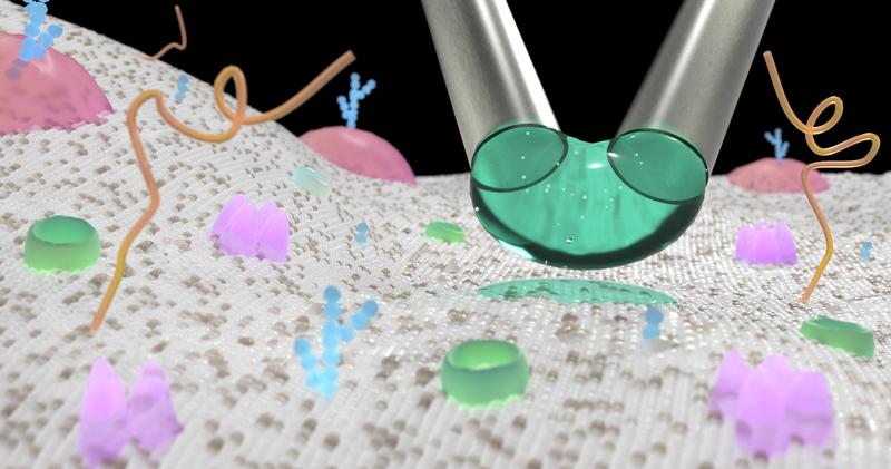 A droplet can be positioned with micropipettes and gently brushed against a cell