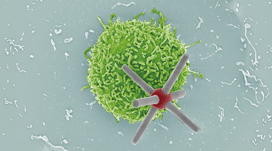 hexapod binds to immune cells