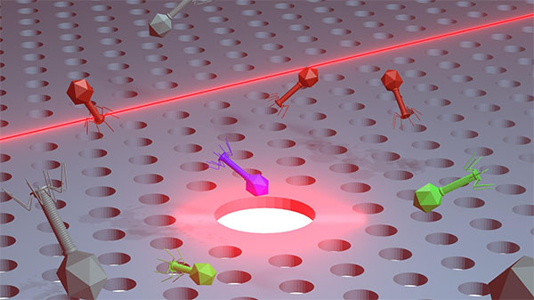 An illustration of the chip-embedded nanotweezers trapping bacteriophages