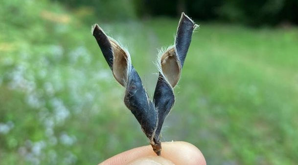 twisted seed pods