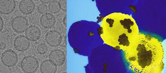 GPS nanoparticle delivers therapeutic payload to cancer cells