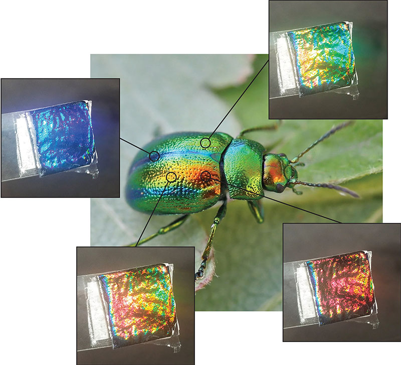 Artificial reproduction of beetles' structural color on chitinous polymers
