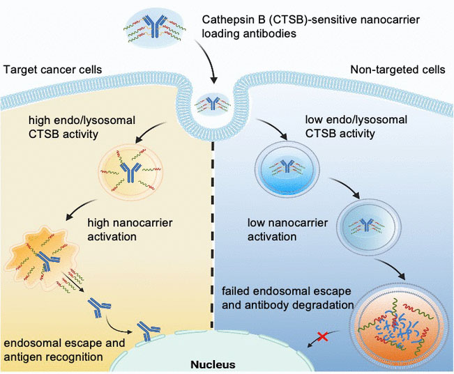 Selective Intracellular Delivery of Antibodies in Cancer Cells with Nanocarriers Sensing Endo/Lysosomal Enzymatic Activity