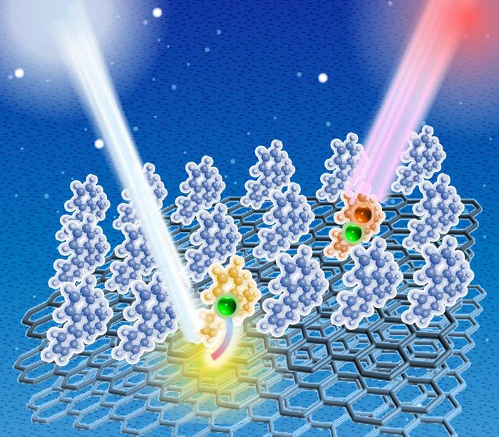Triphenylene (TP) molecules adsorbed on an upright configuration on a graphite substrate