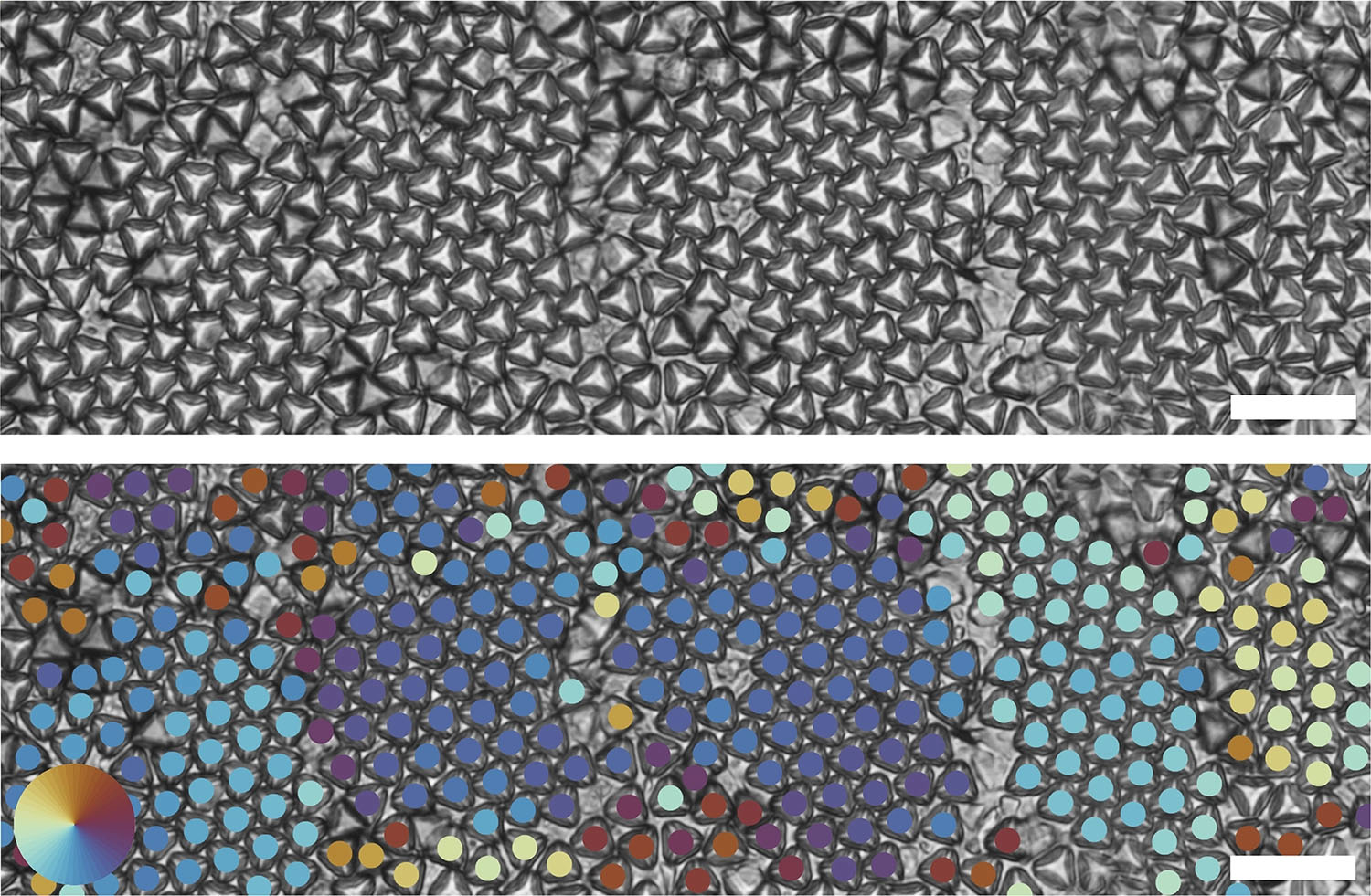 Optical images of truncated tetrahedrons forming multiple hexagonal grains