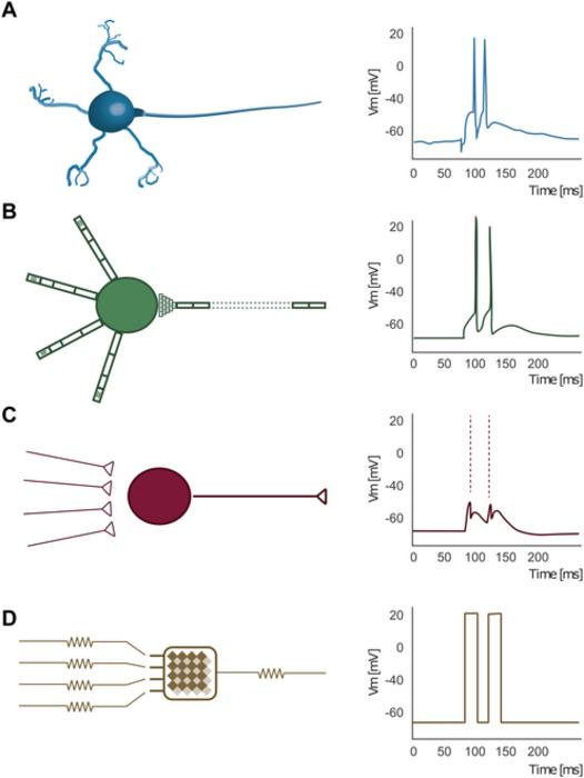 Cerebellar granule cell and its response to a pair of 50-Hz stimuli