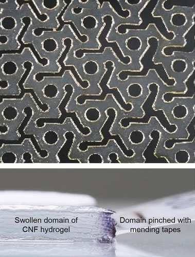 A Kirigami pattern of the hydrogel (top) and the hydrogel swollen from dry state (bottom).