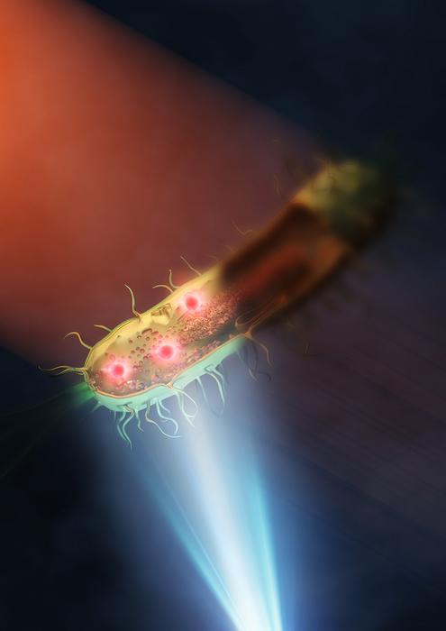 This illustration represents a bacteria being illuminated with mid-infrared in the top left, while visible light from a microscope underneath is used to help capture the image