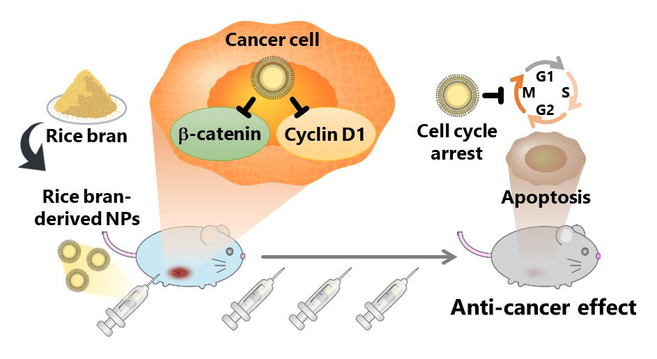 Anticancer effect of rice bran-derived nanoparticles (rbNPs) in mouse model