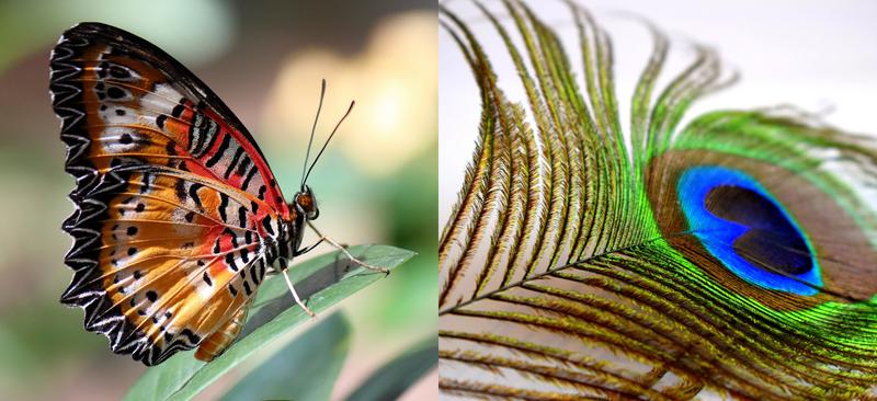 The regular arrangement of nanoscopic structures can create physical patterns, such as structural coloration found in butterflies and bird’s feathers