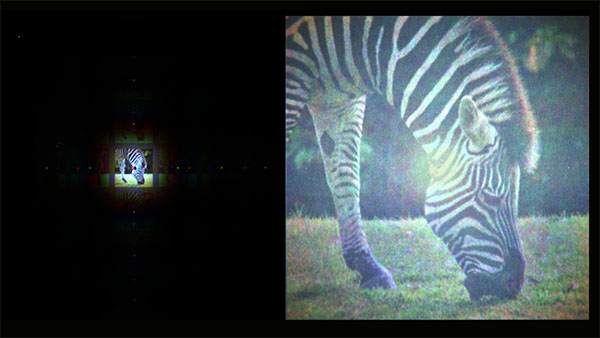 holographic display of a zebra