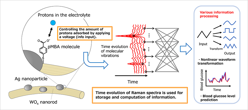 The deployment of few-molecule reservoir computing harnessing surface-enhanced Raman scattering for predicting blood glucose levels