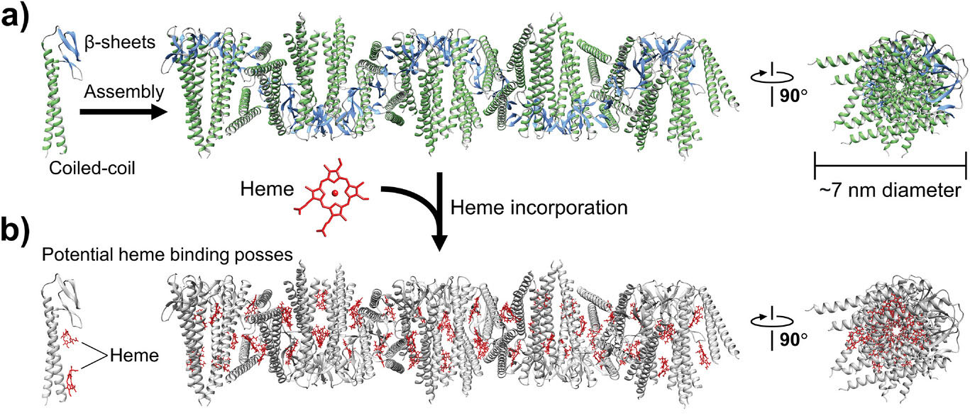 Structure of γPFD filaments and incorporation of heme to make conductive nanowires