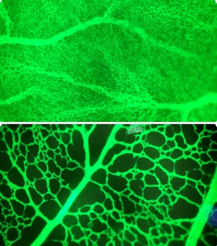 If nanoparticles enter the placenta during pregnancy, the formation of blood vessels is suppressed