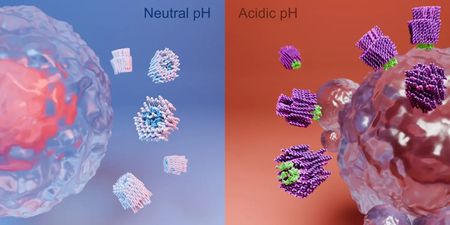 Nanorobot with hidden weapon kills cancer cells