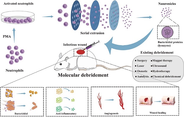 Engineered nanovesicles from activated neutrophils show promise in treating infected wounds