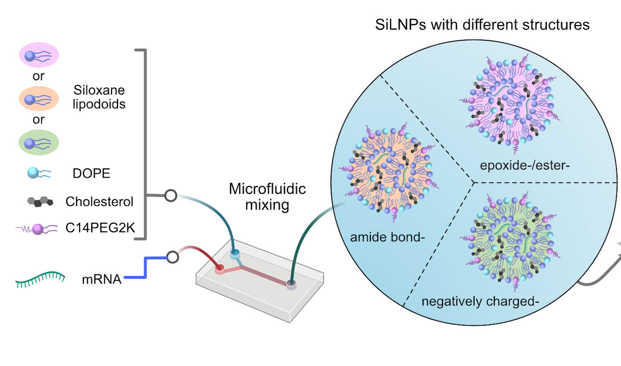 chemical structure of lipid nanoparticles