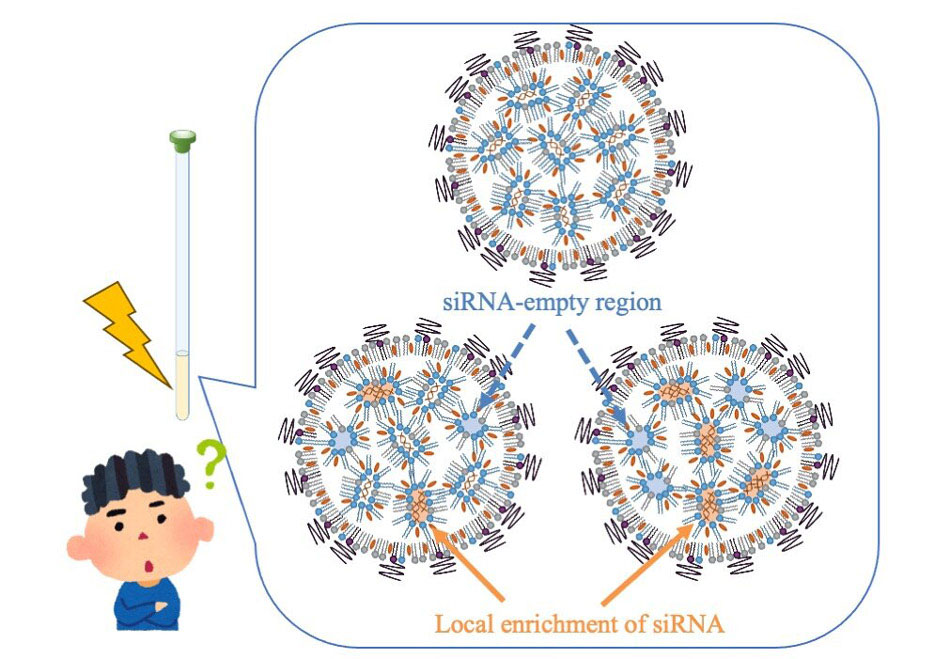 Molecular Heterogeneity in siRNA-Loaded LNPs