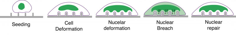 Illustration of a how a cell's nucleus (green) deforms around the nanopillars and causes its membrane to form temporary breaches, which are self-repairing