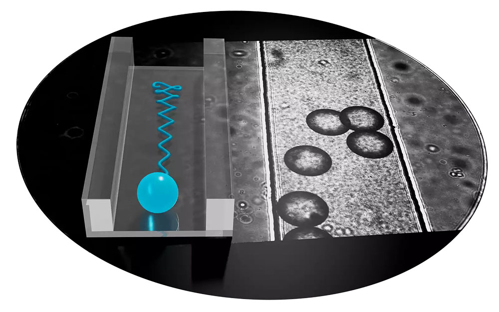 Using an electrical field and pressure-driven flow, microswimmers can be directed to follow a defined path within a channel