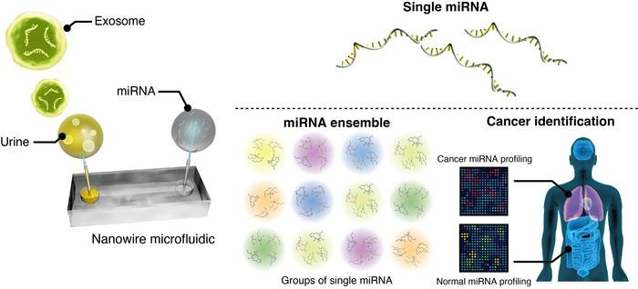 using zinc oxide nanowires to capture cancer-associated miRNAs in urinary extracellular vesicles