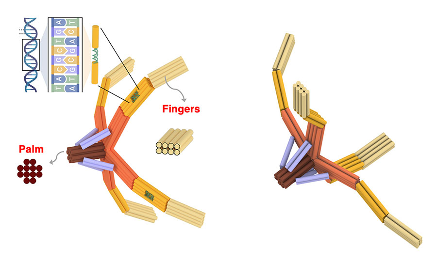 a NanoGripper has four fingers and a palm, all folded from one piece of DNA