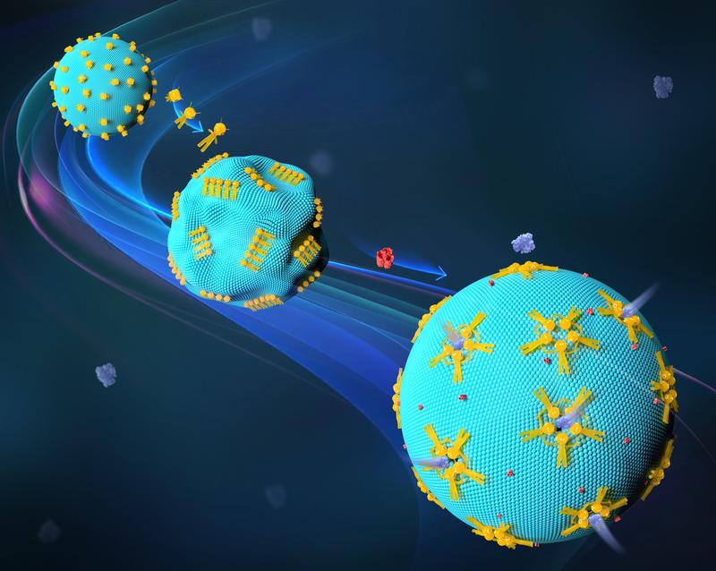 Reconfigurable DNA nanorobots that are working on the surface of synthetic cells