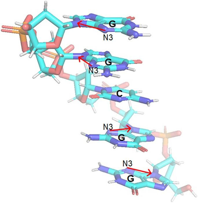 Schematic representation of a short DNA segment showing the nuclear spin axes of selected nitrogen atoms