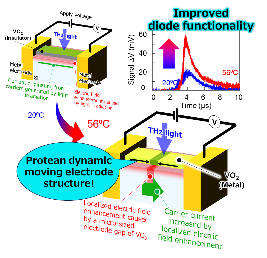 a diode containing a ‘living’ electrode with a dynamic structure, which can be controlled with sub-micrometer precision through temperature regulation, was fabricated on a silicon substrate. The diode demonstrated enhanced performance as a terahertz light detector.