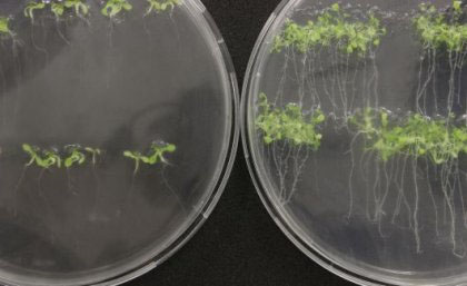 Arabidopsis seedlings on microscope plates