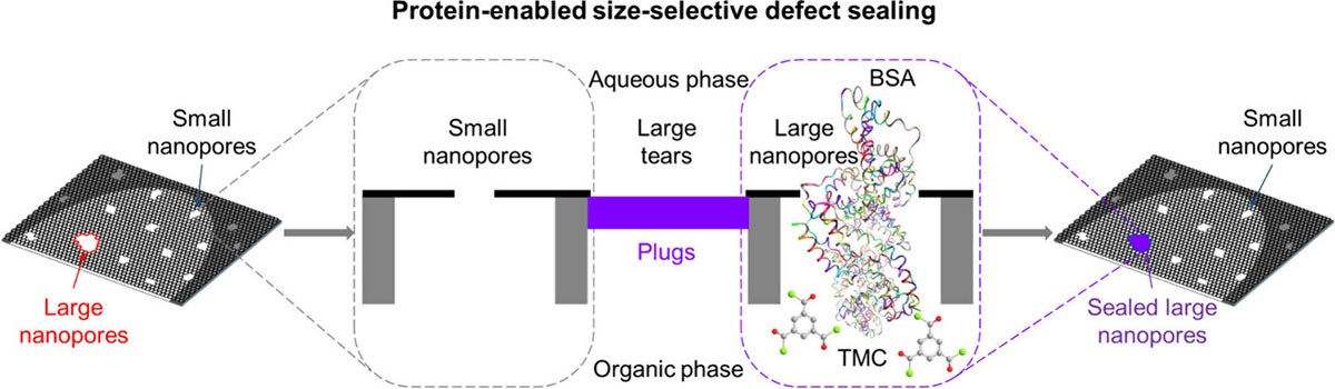 self-sealing for dialysis membranes using proteins
