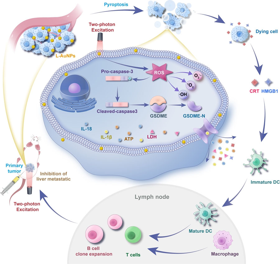 Schematic diagram of the principle of  based on novel luminescent gold nanoparticles