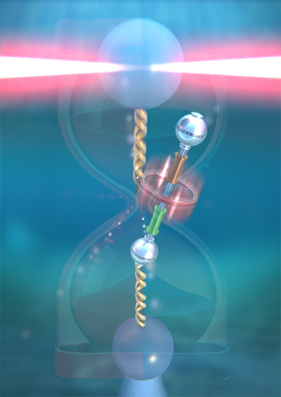 The molecular shuttle is attached to two polystyrene beads through two DNA molecules