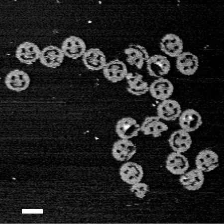 A coarse-grained model of the DNA origami lilypad used in the study. The tails hanging down indicate where redox reporters are located