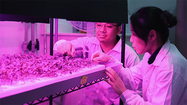 plant scientists in the lab