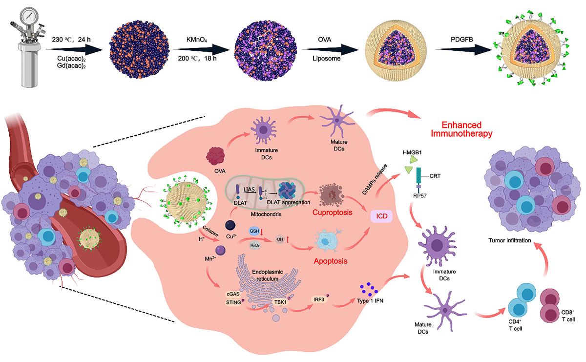 Schematic illustration of the preparation route and anti-tumor mechanism of pLCGM-OVA
