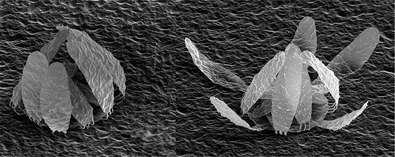 An electron micrograph shows nanometer-thick kirigami structures