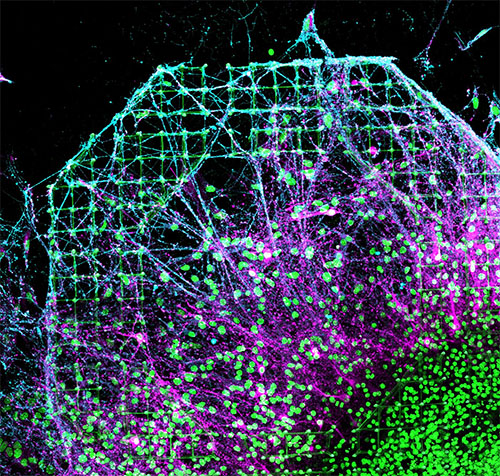 Multicolour confocal microscopy image of a 3D neuronal model, interfacing a smart 3D polymer scaffold