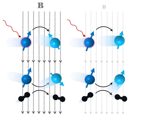 Magnetic field dependent spin decoherence suppression Description: Low magnetic fields suppress spin decoherence in alkali-metal vapors, extending coherence time and enhancing quantum sensor performance.