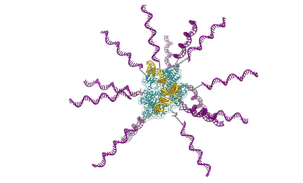 The core of this SNA holds CRISPR machinery — Cas9 protein loaded with the single guide RNA