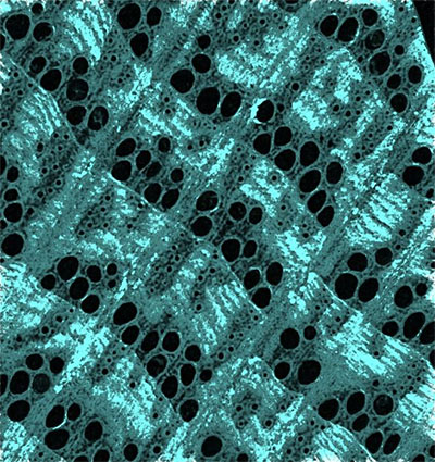 A microCT image that shows the distribution of the iron mineral in the wood cell wall (in turquoise).