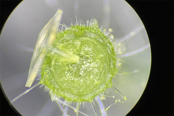 the cross section of a tomato pedicel injected with a hollow microneedle