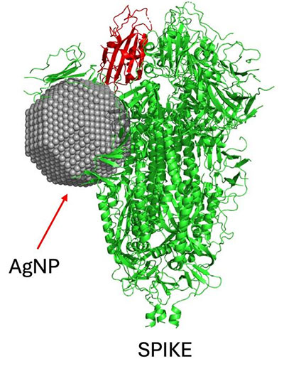 Computational analysis shows that silver nanoparticles bind to the spike protein used by the SARS-CoV-2 virus to enter host cells