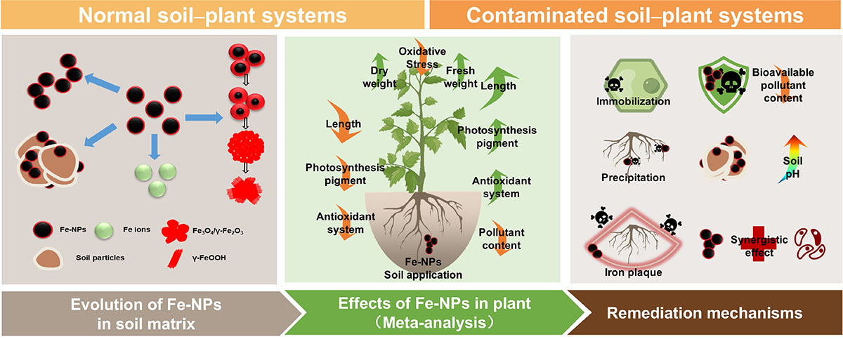 This illustration summarizes the behavior and impact of Fe-based nanoparticles in both normal and contaminated soil–plant systems