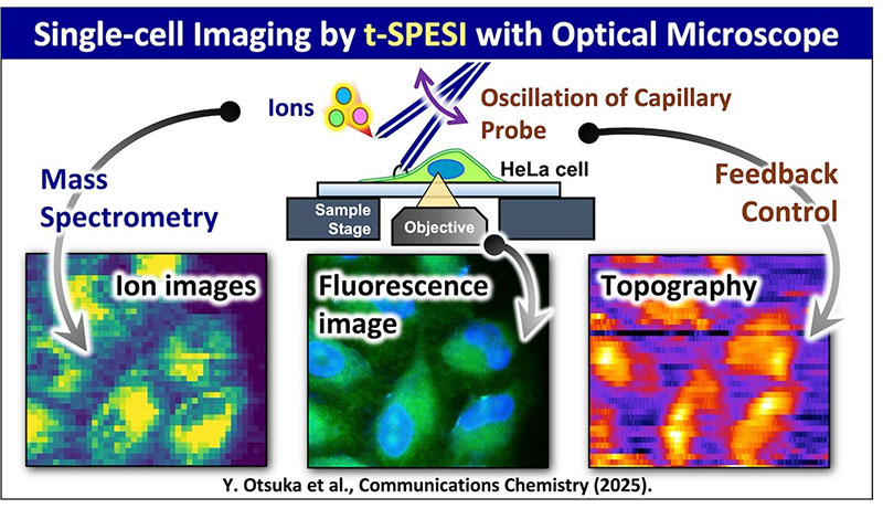 Schematic diagram of multimodal single-cell MSI using tapping-mode scanning probe electrospray ionization