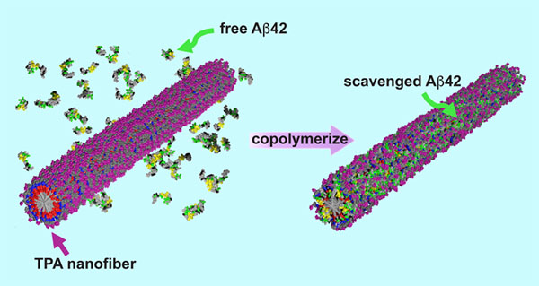 An artistic illustration showing how a peptide amphiphile nanofiber containing trehalose (TPA) traps disease-causing proteins (Aβ42) before they can enter neurons