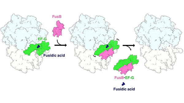 Schematic figure of the fusidic acid resistance 'stop-motion' movie