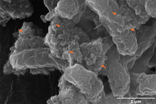 Clusters of nanoplastics (red arrows) bind to E. coli O157:H7